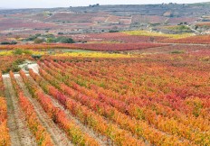 Catalonia Home of Cava