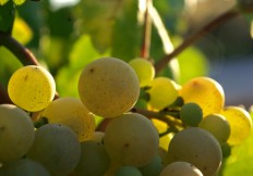 Cava Grapes
